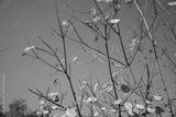 preview bw