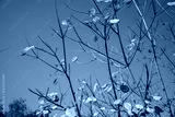 preview cold