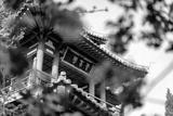 preview bw