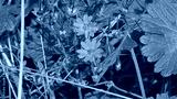 preview cold