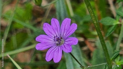 image to crop