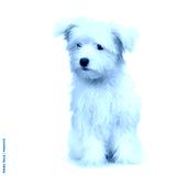 preview cold