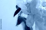 preview cold