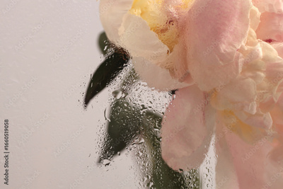 image to crop