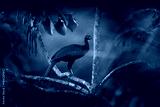 preview cold