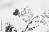 preview bw