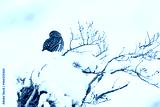 preview cold