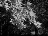 preview bw