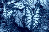 preview cold