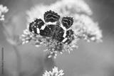 preview bw