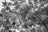 preview bw