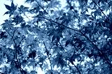 preview cold