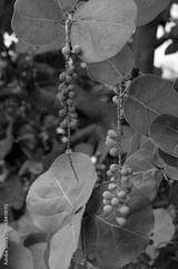 preview bw