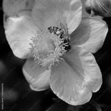 preview bw