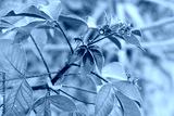 preview cold