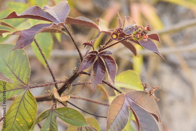 image to crop