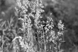 preview bw
