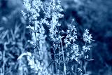 preview cold