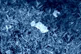 preview cold