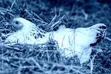 preview cold
