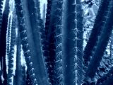 preview cold
