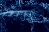 preview cold