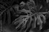 preview bw