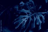 preview cold