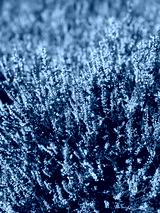 preview cold