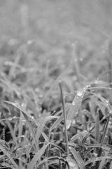 preview bw