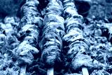 preview cold