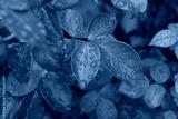 preview cold