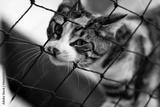 preview bw