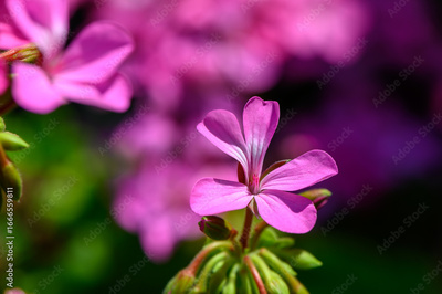 image to crop