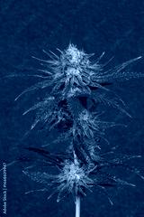 preview cold