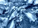 preview cold