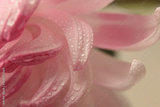 preview original