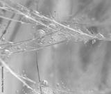 preview bw