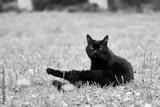 preview bw