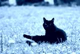 preview cold