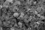preview bw