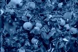 preview cold