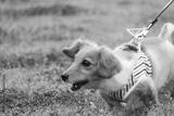 preview bw