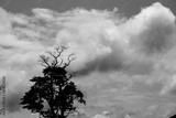 preview bw