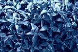 preview cold