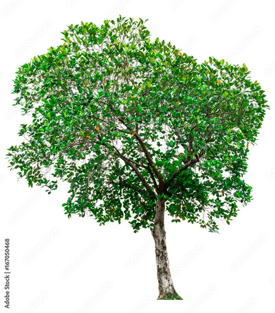 image to crop