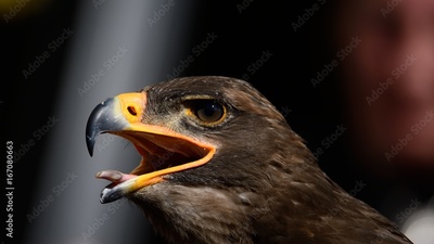 image to crop