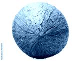 preview cold