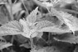 preview bw