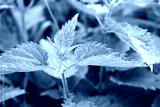 preview cold